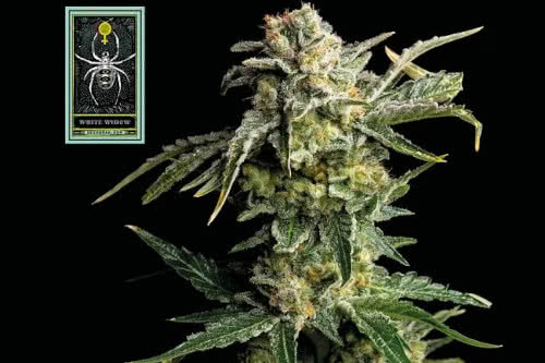 White Widow Feminized Seeds, the most popular cannabis seeds online