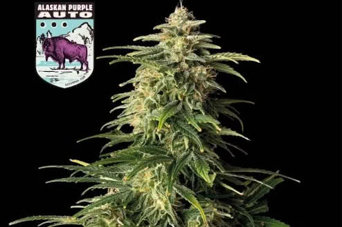 Alaskan Purple Auto weed strain, low-cost autoflower seeds