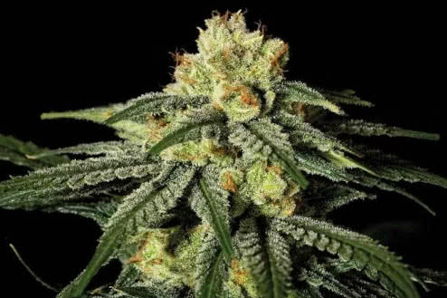 Amnesia Fast weed strain, affordable feminized seeds