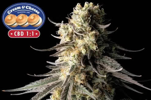Cream & Cheese CBD 1:1 cannabis strain, low-cost feminized seeds