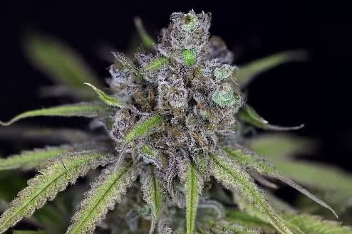 Critical Purple Kush weed strain, cheapest feminized seeds for sale at Seedsman