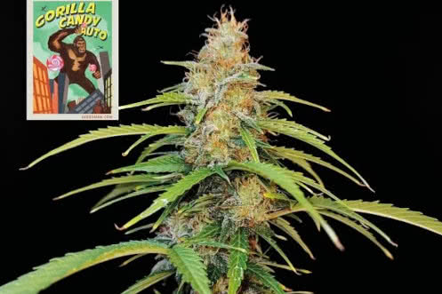 Gorilla Candy Auto, strong weed strain autoflower that grows very fast
