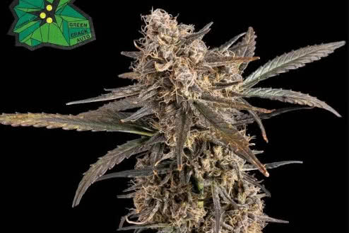 Green Crack Autoflower marijuana strain, affordable auto seeds