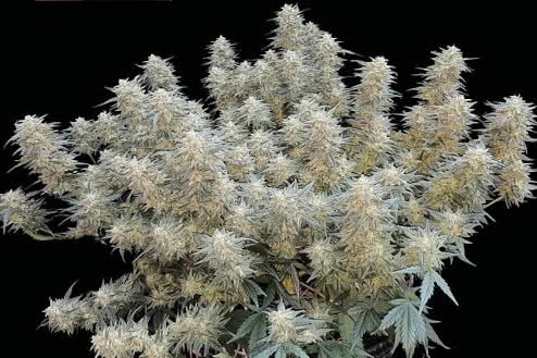 Strawberry Cheesecake Auto seeds on sale for low prices