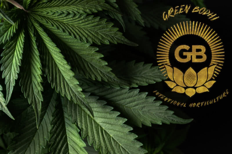 The Best Green Bodhi Seeds: Strain Guide