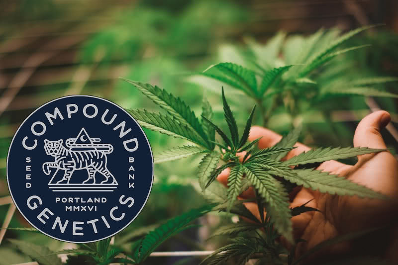 The Best Compound Genetics Seeds: Strain Guide