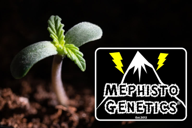 Top 10 Best Mephisto Genetics Seeds: Strain Guide