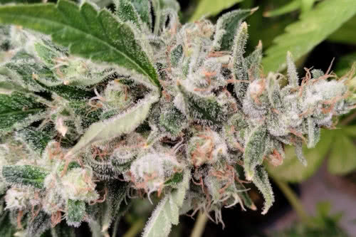 African Gas by Ace Seeds