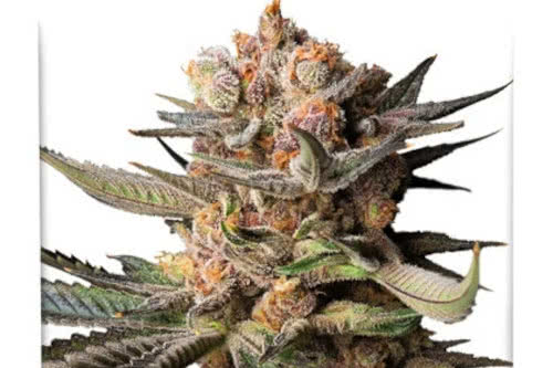 Auto Frozen Biscotti by Dutch Passion