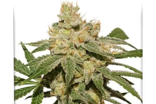 Auto Oh My Gusher by Dutch Passion