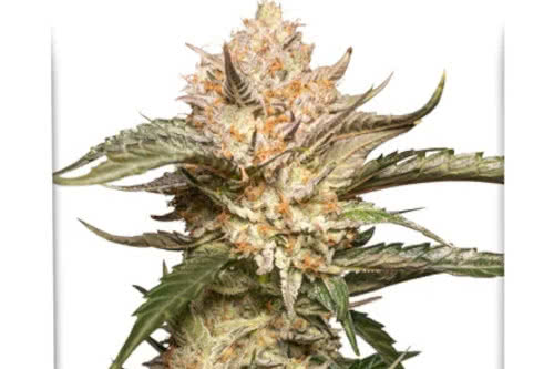 Auto Trichome & Cream by Dutch Passion