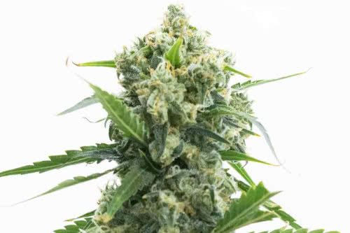 Banana Kush Autoflower - Homegrown Cannabis Co.