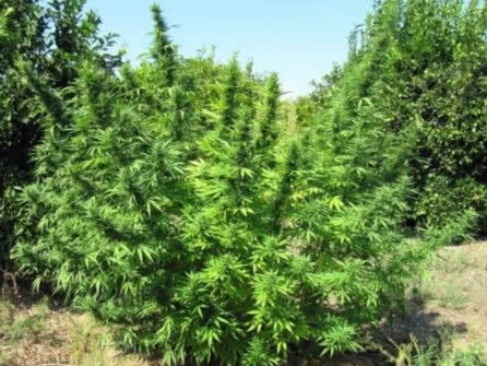 Bangi Haze, fast-growing and mold resistant sativa strain adapted to the outdoors