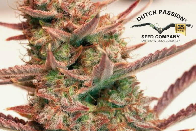 The Best Dutch Passion Seeds: Strain Guide