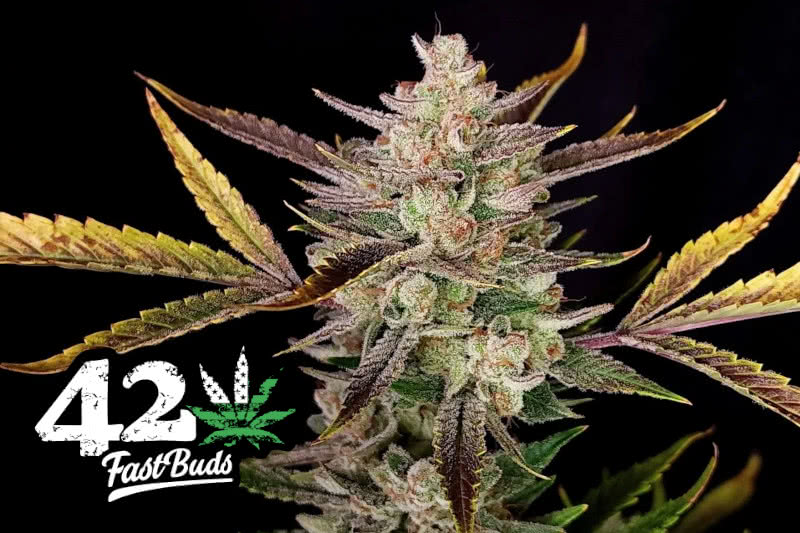 The Best Fast Buds Seeds: Strain Guide