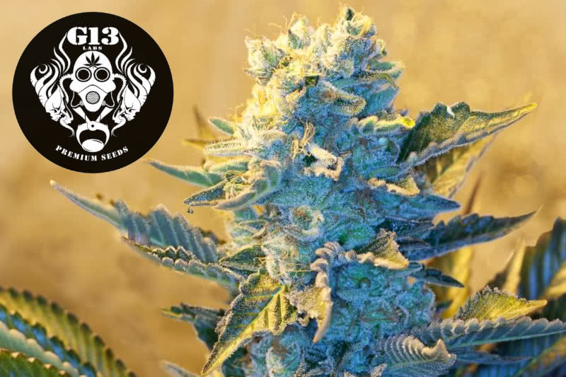 The Best G13 Labs Seeds: Strain Guide