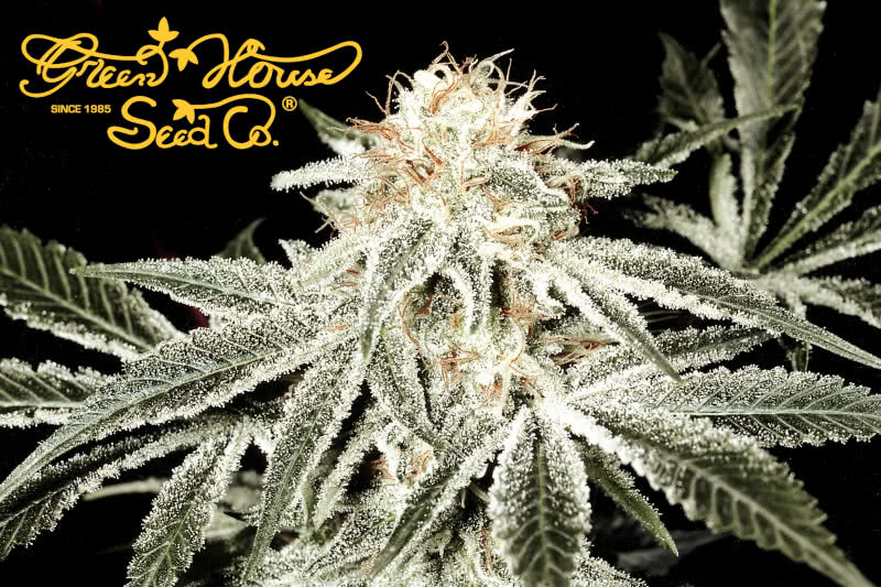 The Best Green House Seed Co. Seeds: Strain Guide