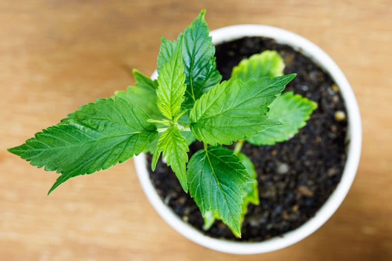 Mutant Cannabis: 16 Weirdest Strains to Grow from Seed