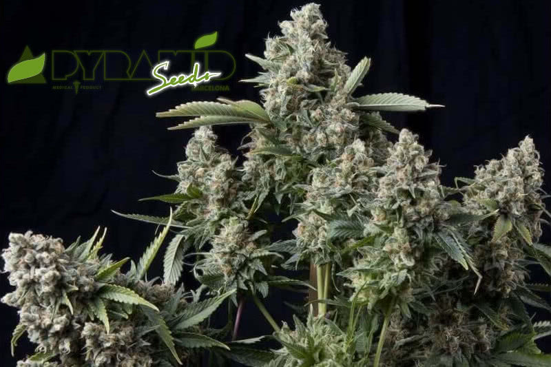 The Best Pyramid Seeds Genetics: Strain Guide