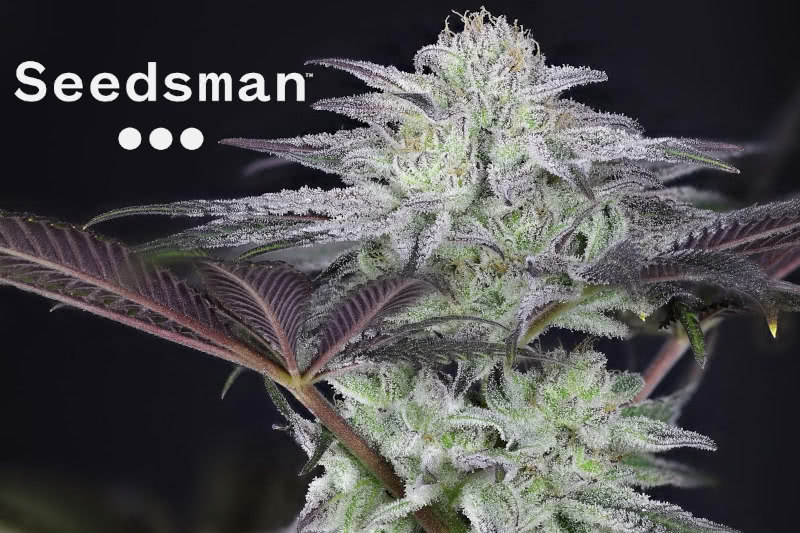 The Best Seedsman Seeds: Strain Guide