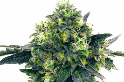 Blue Widow - Homegrown Cannabis Co.