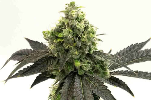 Blueberry Autoflower - Homegrown Cannabis Co.