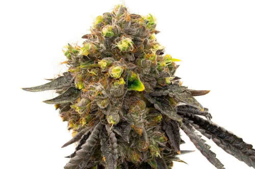 Bruce Banner Fast Version - Homegrown Cannabis Co.