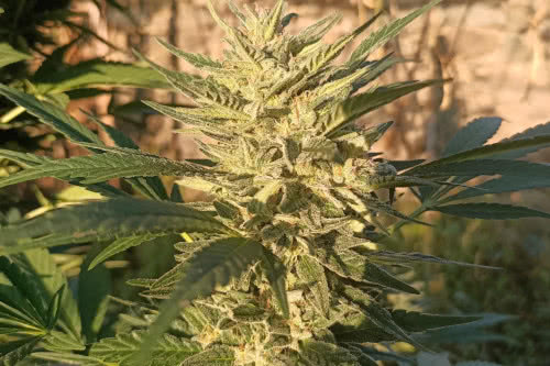 Creeper Gouge (Creeper Tiger) by Ace Seeds