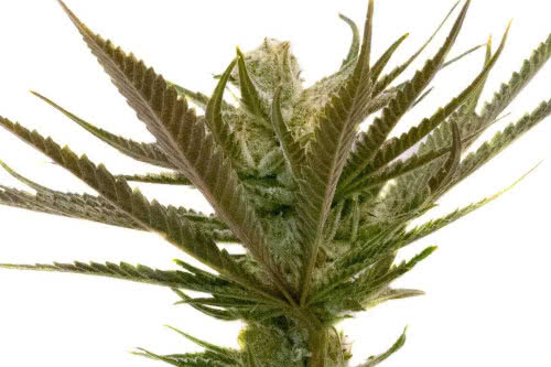 Critical Purple Autoflower - Homegrown Cannabis Co.