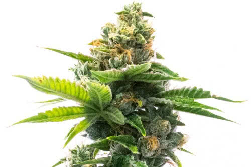 Deelite Autoflower - Homegrown Cannabis Co.