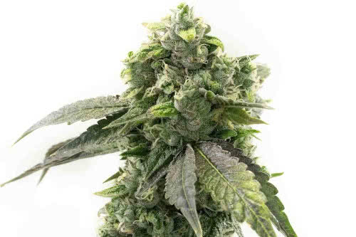 G13 Autoflower - Homegrown Cannabis Co.