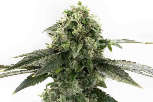 Gelato Autoflower - Homegrown Cannabis Co.