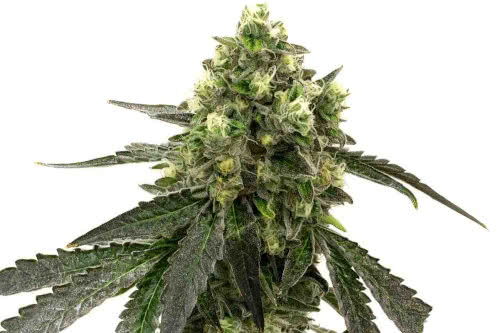 Girl Scout Cookies Autoflower - Homegrown Cannabis Co.