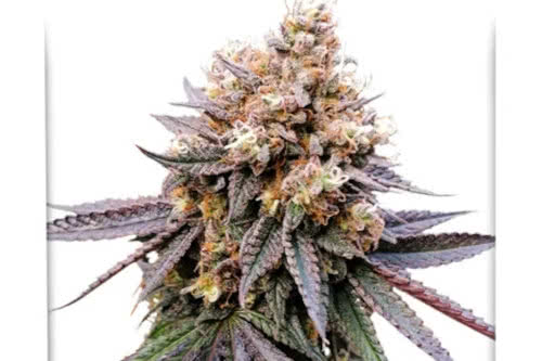 GMO Fast by Dutch Passion