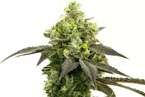 Gorilla Glue #4 - Homegrown Cannabis Co.