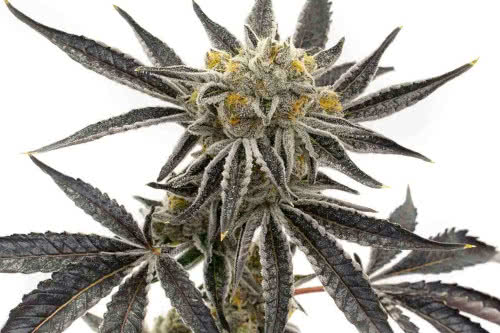 Granddaddy Purple - Homegrown Cannabis Co.