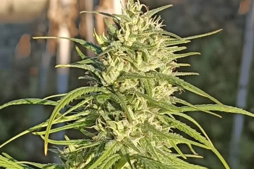 Himalayan Snow by Ace Seeds