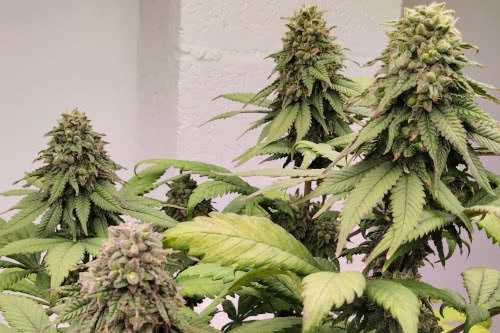 Kashmir by Ace Seeds