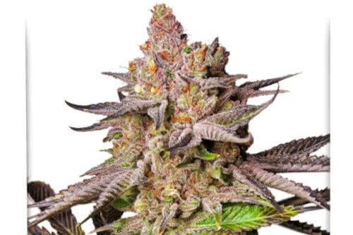 Melonade Runtz by Dutch Passion