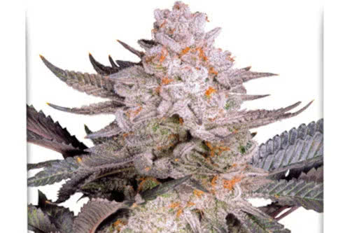 Orange Bud 2.0 by Dutch Passion