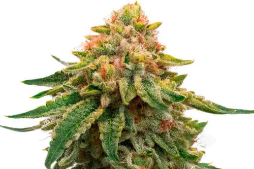 Orange Skunk - Homegrown Cannabis Co.