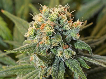 Pineapple Chunk, a heavy yielding hybrid that resists mold