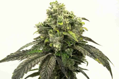 Pure Haze - Homegrown Cannabis Co.