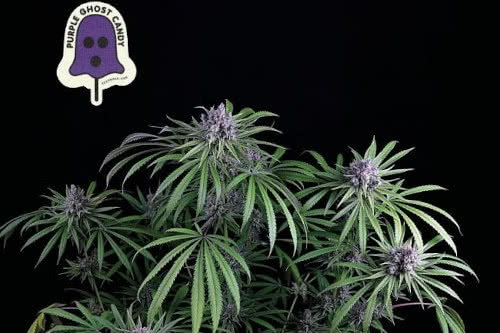 Purple Ghost Candy strain