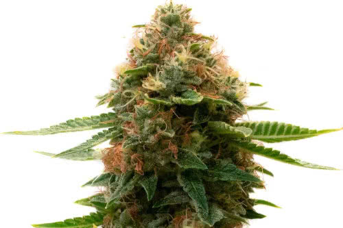 Shishkaberry Kush - Homegrown Cannabis Co.