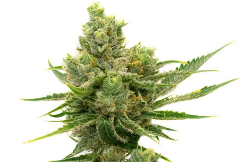 Sour Diesel Autoflower - Homegrown Cannabis Co.