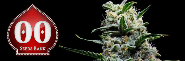 Top 00 Seeds Cannabis Strain Buyers' Guide
