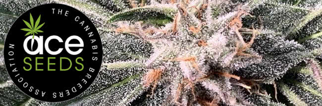Top Ace Seeds Cannabis Strain Buyers' Guide