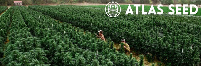 Top Atlas Seed Cannabis Strains Guide