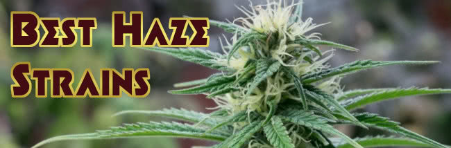 Top Best Haze Strains Cannabis Seed Buyers' Guide
